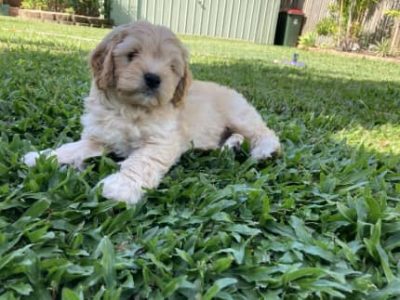 Cavoodle Puppies F1 (available now)