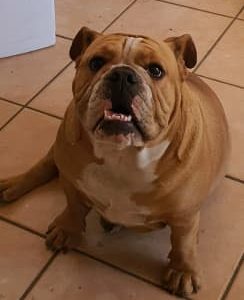 English bulldog puppies available to sell