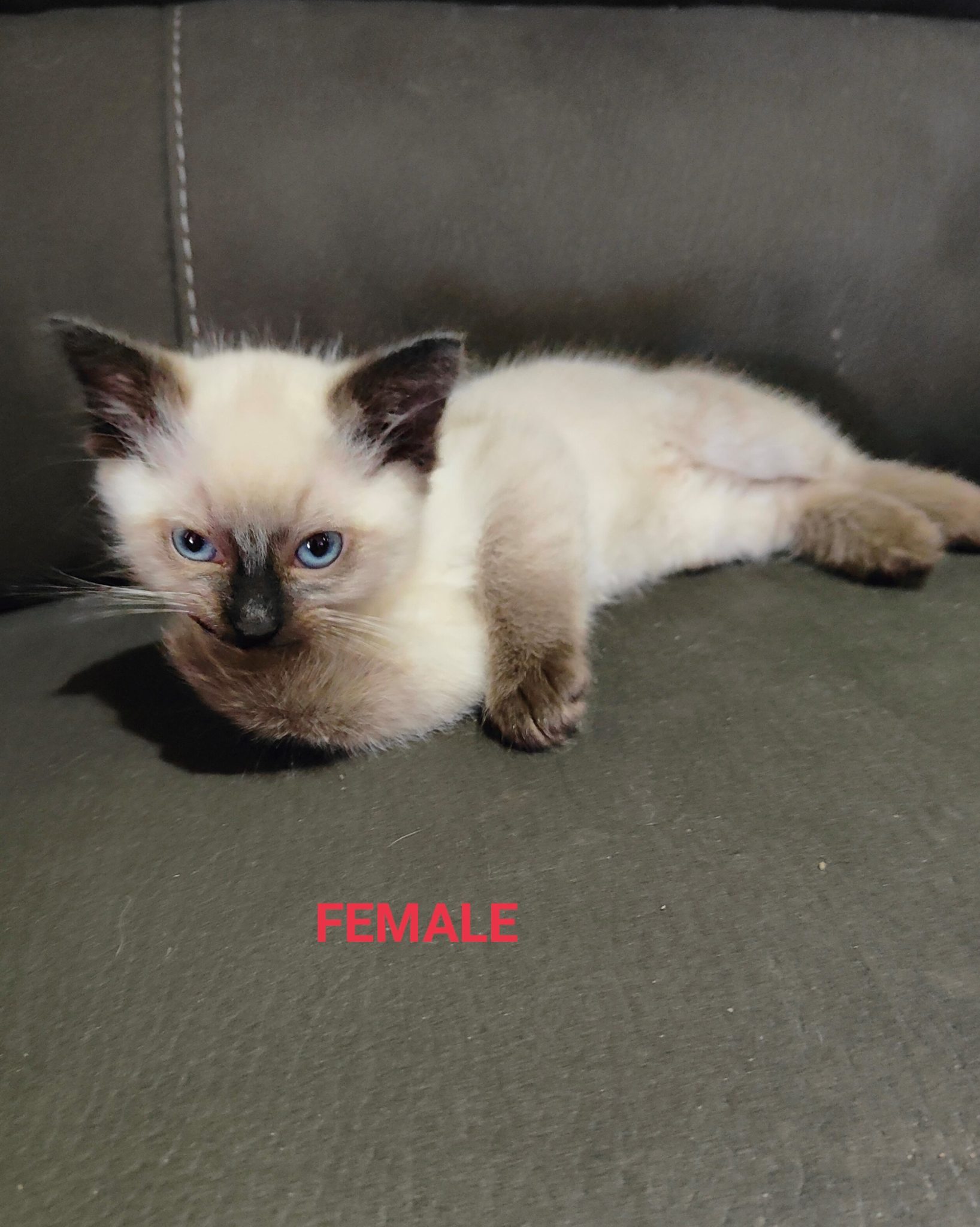 Available Now 2 Seal Point Kittens - Male & Female