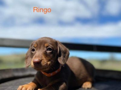 Mini Dachshund Puppies – purebred