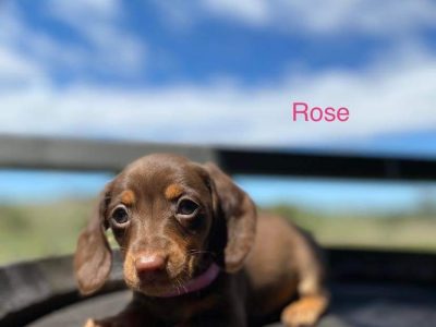 Mini Dachshund Puppies – purebred