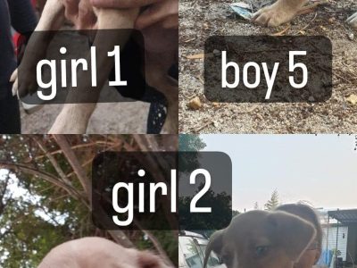 Amstaff X Bull Arab & Bull Arabs