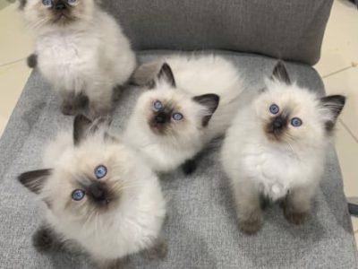 RAGDOLL KITTENS