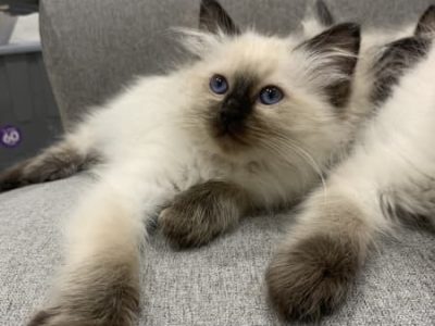 RAGDOLL KITTENS