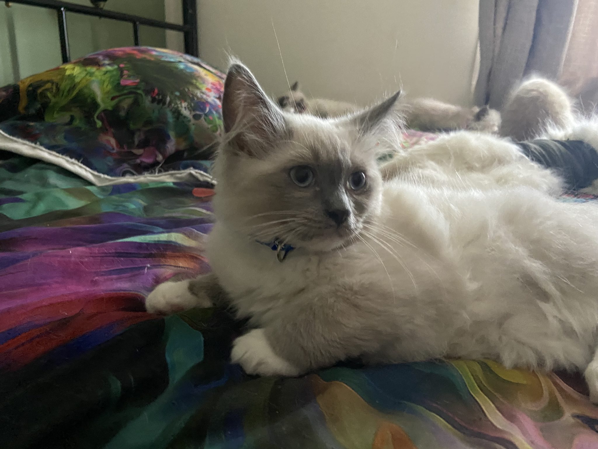 Purebred Ragdoll Kittens Available!!