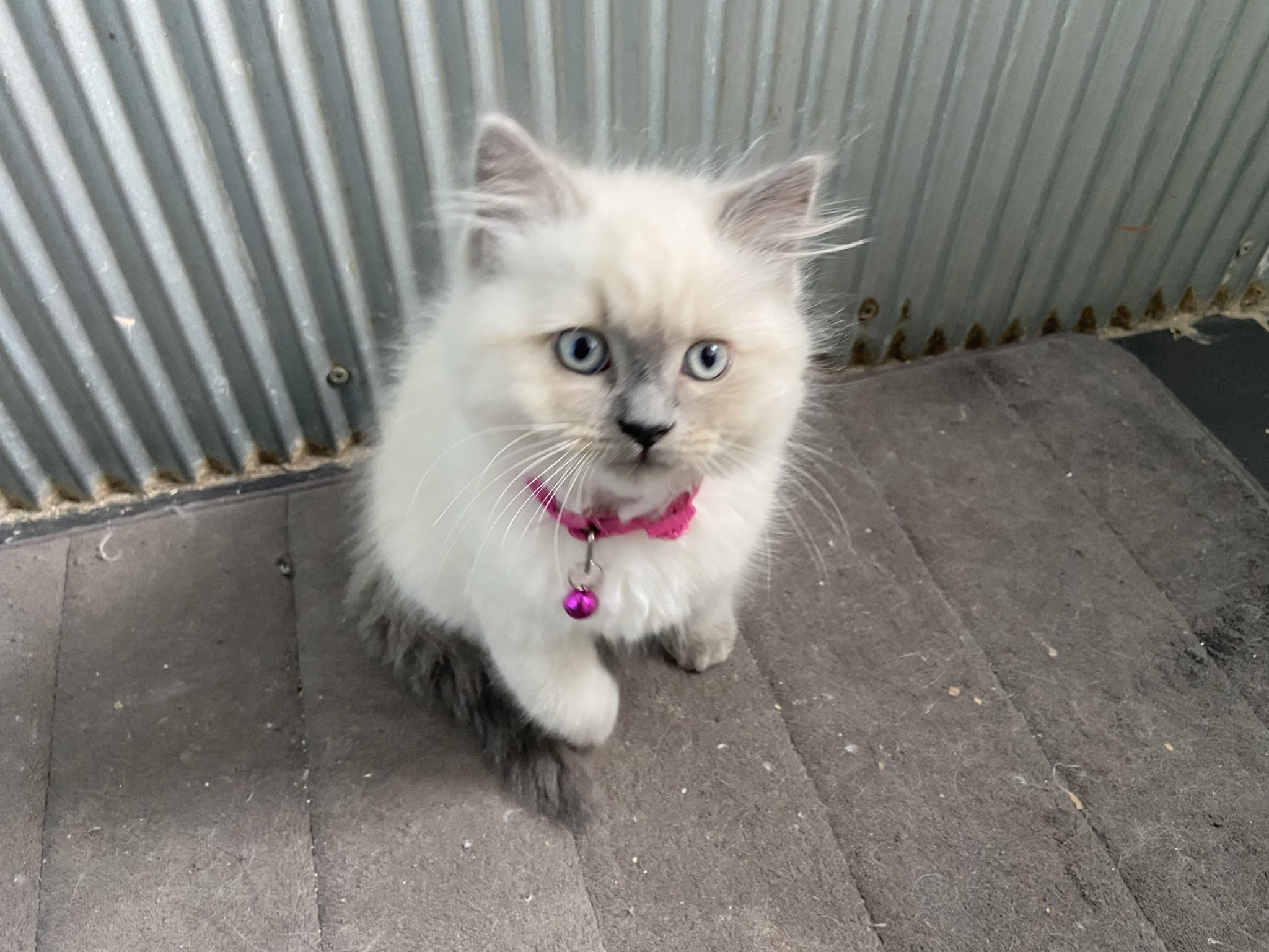 Purebred Ragdoll Kittens Available!!