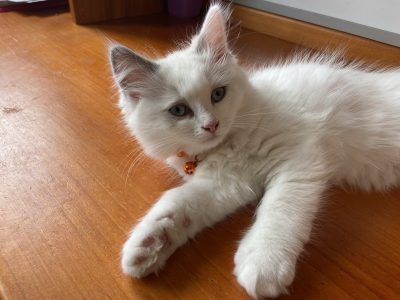 Purebred Ragdoll Kittens Available!!