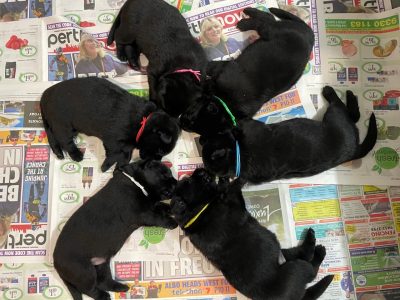 Pure Breed Black German Shepherd Puppies