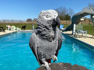 Titos – African Grey Parrot