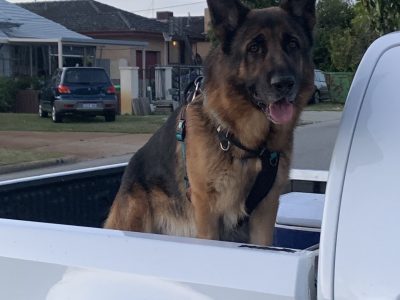 Pure Bred German Shepherd Puppies