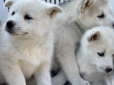 Gorgeous Purebred Siberian Huskies