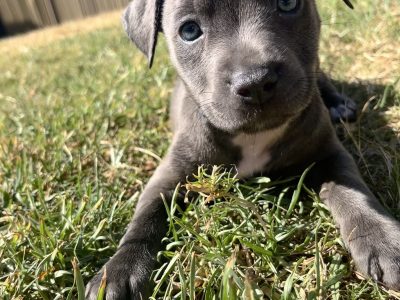 Pure American Staffordshire puppies
