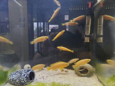 Leleupi Colony for sale