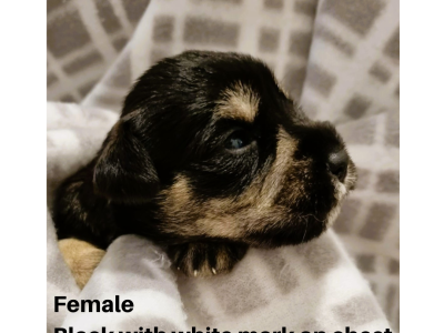 Mini Schnauzer Pups For Sale