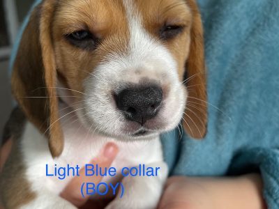 Tri-coloured Beagle puppies