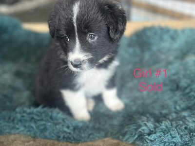 Sweet Natured Traditional Pure Bred Border Collies