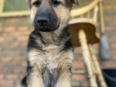 Female German shepherd puppy