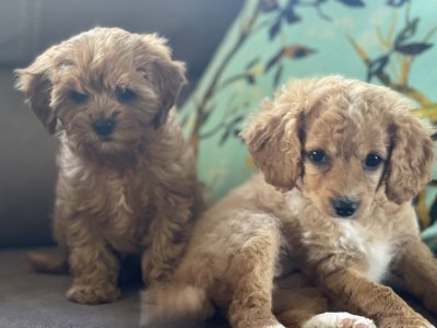 TOY CAVOODLE PUPPIES FOR SALE!