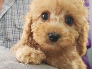 F1 Cavoodle Puppies NEED 💗HOMES