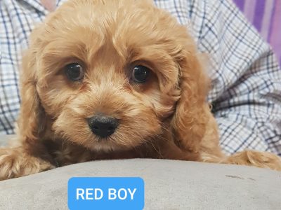 F1 Cavoodle Puppies NEED 💗HOMES