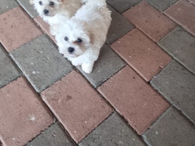 Moodle puppy (Maltese x Toy Poodle) Girl