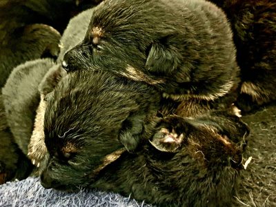 German sheperd puppies
