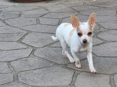 Male Chihuahua cross Toy poodle for sale