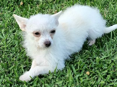 Female Chihuahua cross Toy poodle for sale