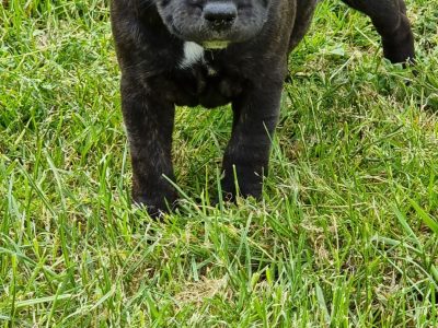 Staffordshire Bull Terrier Purebred Puppies