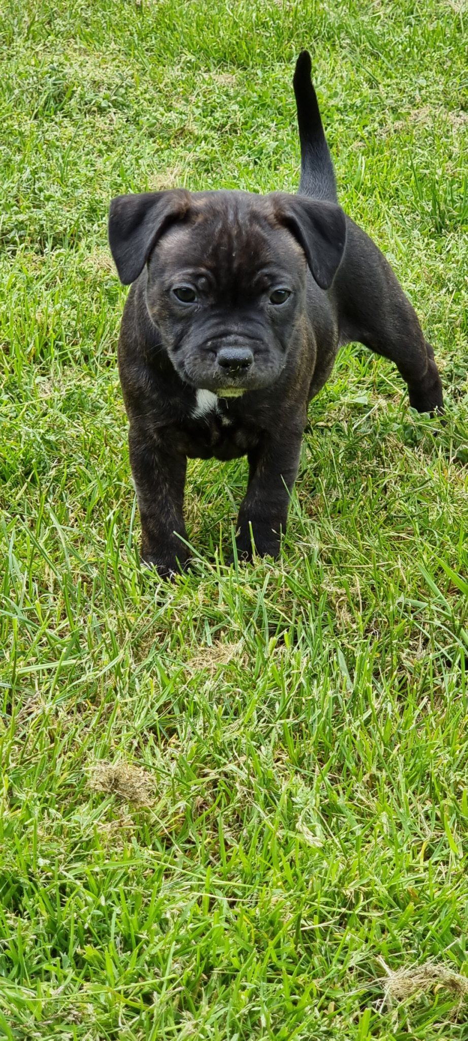Staffordshire Bull Terrier Purebred Puppies