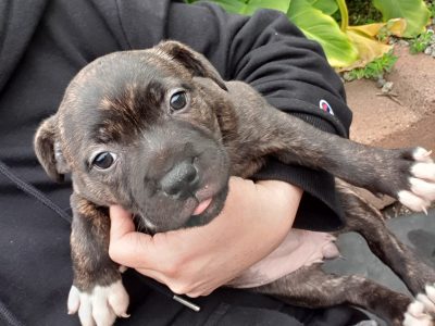 Staffordshire Bull Terrier – Darley