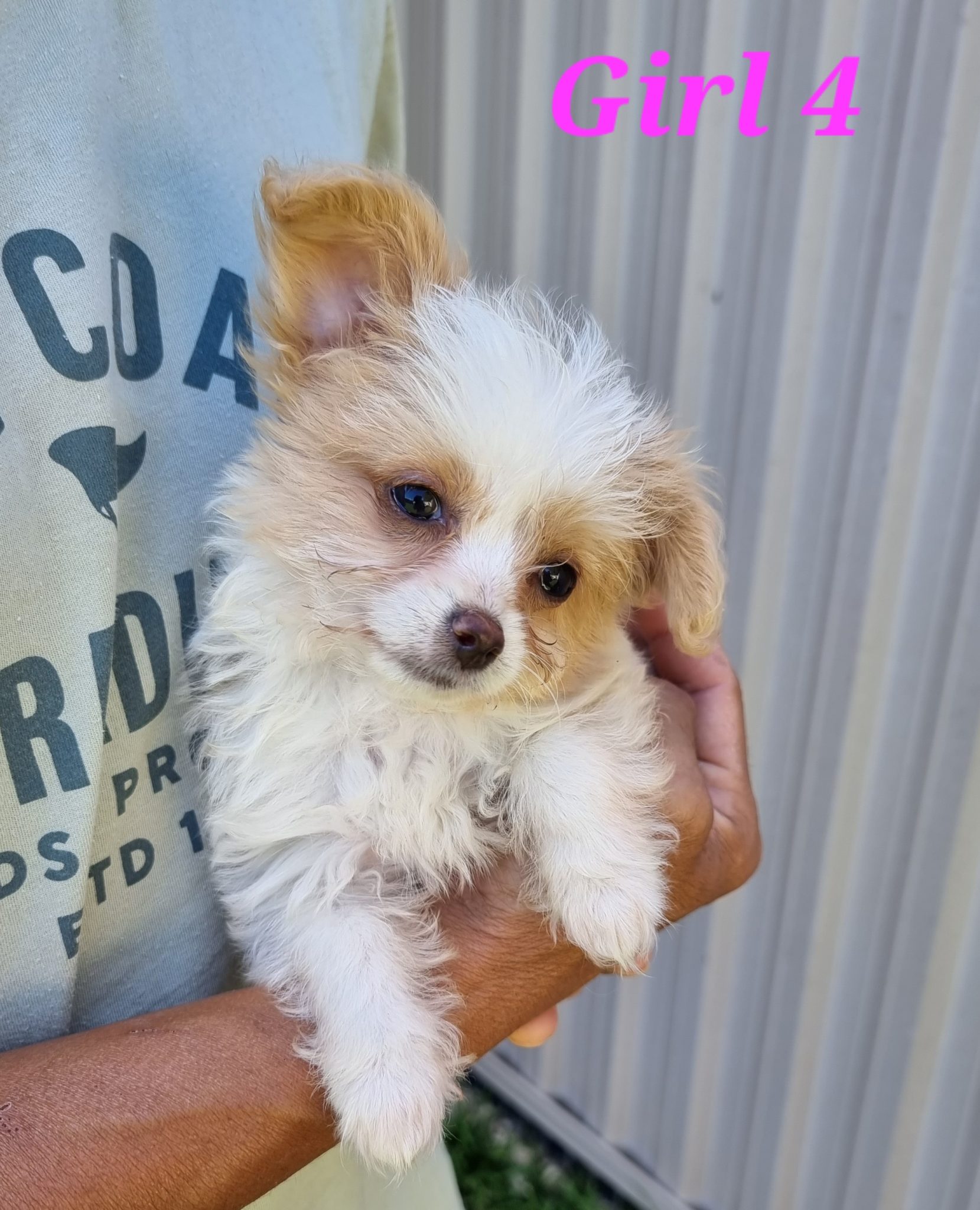 Chihuahua X Toy Poodle Granville PetsForHomes Chihuahua X Toy Poodle Granville PetsForHomes