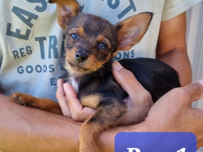 Amazingly unique cute Chihuahua cross Toy Poodle