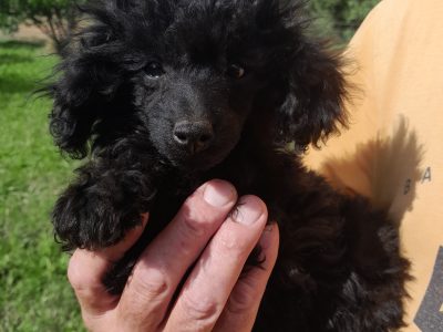 Gorgeous poodle pups