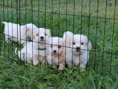 Beautiful Maltexe X Shih Tzu Puppies 3 left