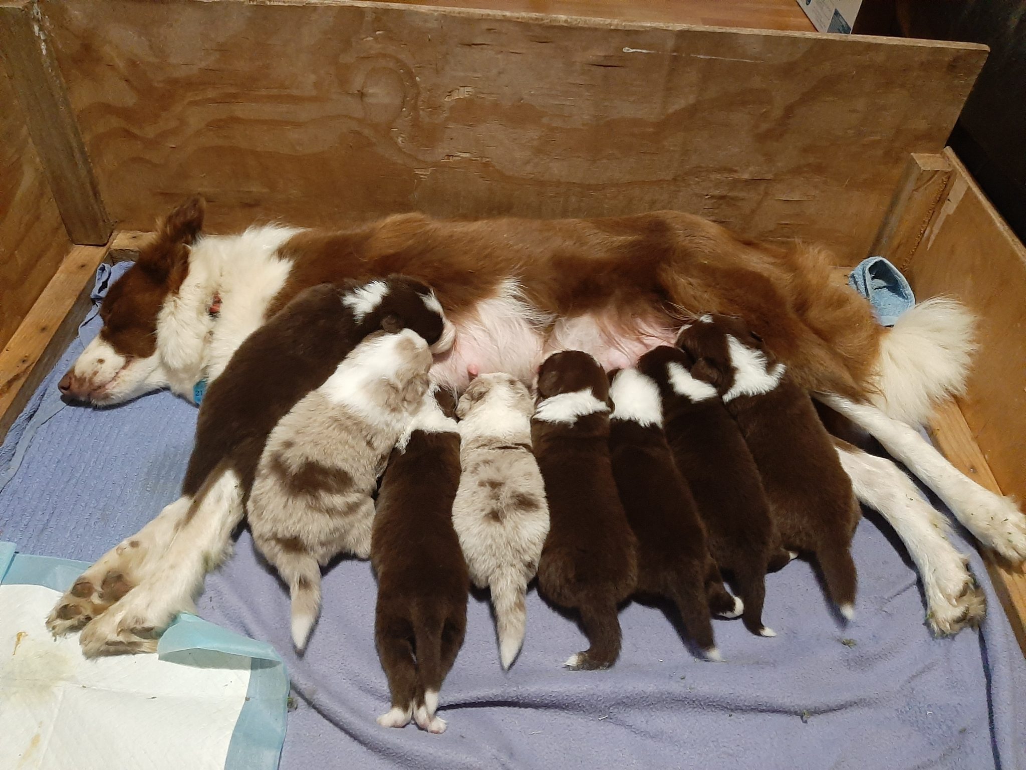Purebred Border Collie Puppies, medium coat.