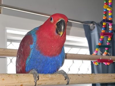 Eclectus parrot babies