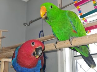 Eclectus parrot babies