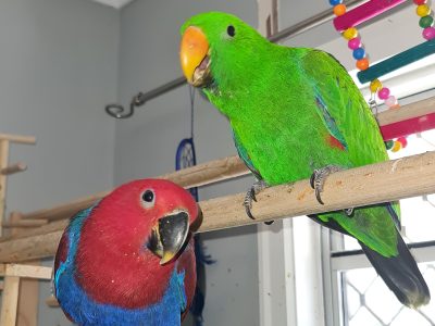 Eclectus parrot babies