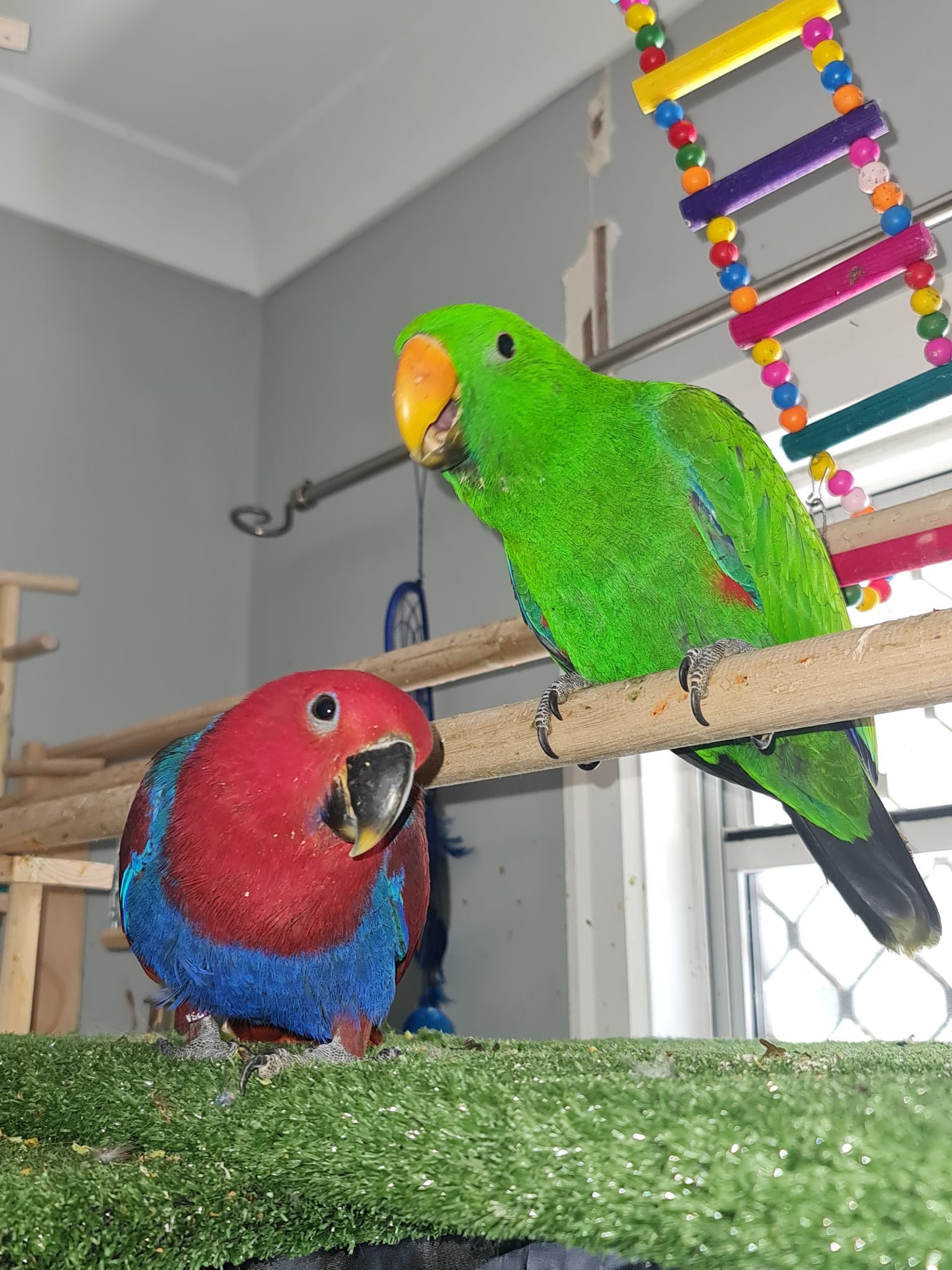 Eclectus parrot babies