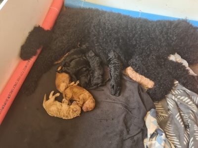 LABRADOODLE PUPPIES F3B