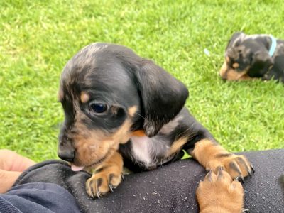 Male Mini Dachshund