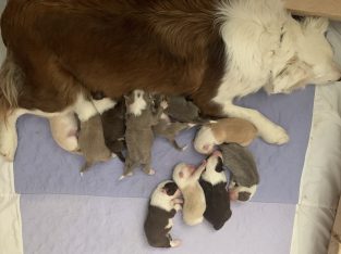 Border collie Puppies Available