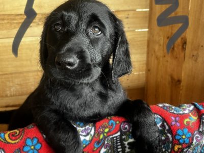 Labradoodle pups – ready for Christmas!