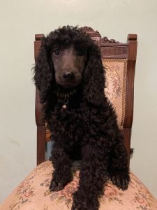 STUNNING PURE BRED STANDARD POODLE PUPPIES