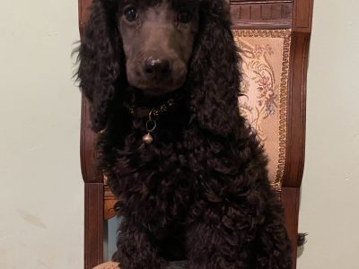 STUNNING PURE BRED STANDARD POODLE PUPPIES