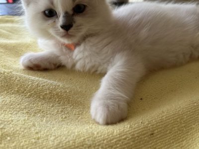 4 Purebreed ragdoll available