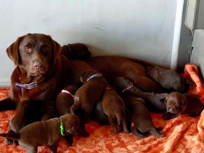 Purebred Chocolate Labrador Puppies