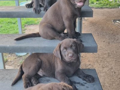 Purebred Chocolate Labrador Puppies
