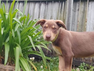 Gorgeous Smart Kelpie Collies